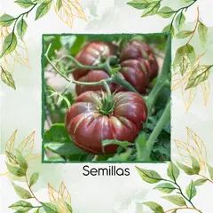 GENERICO - 18 Semillas Orgánicas De Tomate De Ensalada Calabaza Morada