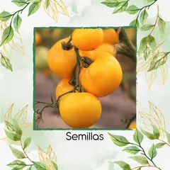 GENERICO - 18 Semillas De Tomate Jubilee Naranja Para Ensalada