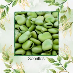 GENERICO - 30 Semillas Orgánicas De Habas Aquadulce