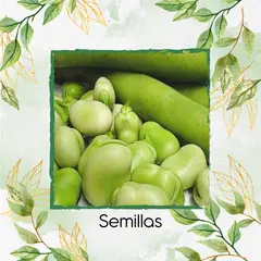 GENERICO - 8 Semillas Orgánicas De Habas