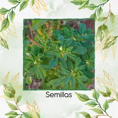 GENERICO - 1.000 Semillas Orgánicas De Fenogreco