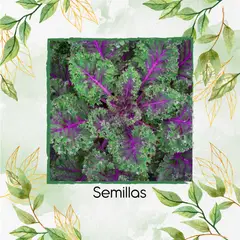 GENERICO - 100 Semillas Orgánicas De Col Rizada Rusa Roja