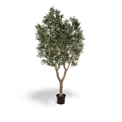 AMBIENTE LIVING - Olivo 280cm