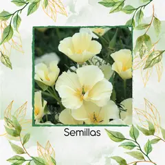 GENERICO - 150 Semillas Orgánicas De Flor Amapola de California Blanca