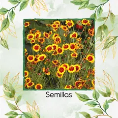 GENERICO - 400 Semillas Orgánicas De Flor Coreopsis De Las Llanuras