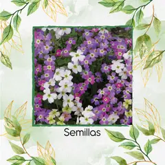 GENERICO - 3.000 Semillas Orgánicas De Flor Alhelí de Virginia