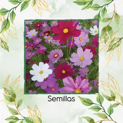 GENERICO - 80 Semillas Orgánicas De Flor Cosmos Altos Sensación