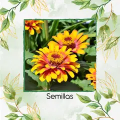 GENERICO - 160 Semillas Orgánicas De Flor Zinnia Sombrero