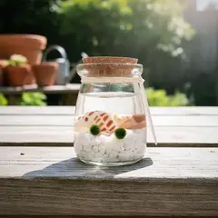 GENERICO - Marimo Moss Ball Natural Pequeño Doble Edad 2 Años c/u en Recipiente de Cristal Tapa en Corcho