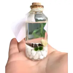 GENERICO - Marimo Moss Ball Natural Doble Edad 1 Año c/u en Recipiente de Cristal Tapa en Corcho