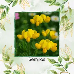 GENERICO - 50 Semillas Orgánicas De Flor Trébol Pata De Pájaro