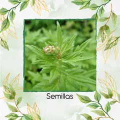 GENERICO - 2.000 Semillas Orgánicas De Artemisa