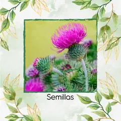 GENERICO - 400 Semillas Orgánicas De Cardo Mariano
