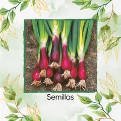 GENERICO - 50 Semillas De Cebolla Larga Morada Crimson Forest