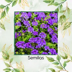 GENERICO - 100 Semillas Orgánicas De Flor Verbena Morada