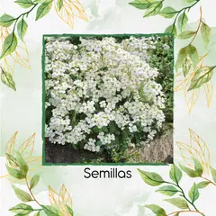 GENERICO - 100 Semillas Orgánicas De Flor Berro Blanco