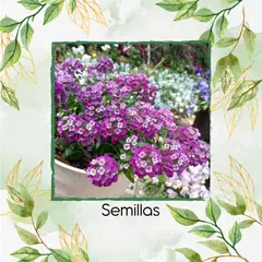 GENERICO - 1.000 Semillas Orgánicas De Flor Aliso Royal Carpet