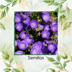 GENERICO - 4.000 Semillas Orgánicas De Flor Campanula Tussock