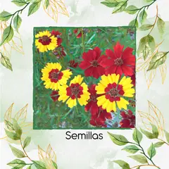 GENERICO - 100 Semillas Orgánicas De Flor Coreopsis Enana Bicolor