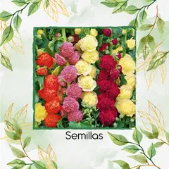 GENERICO - 30 Semillas Orgánicas De Flor Malvarrosa Mezcla Doble Chaters