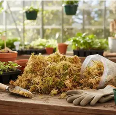 GENERICO - Musgo Sphagnum Hidratado para Orquídeas Sustrato Natural Cultivado 500gr