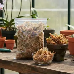 GENERICO - Musgo Esfagno Hidratado para Orquídeas Sustrato Natural Cultivado 250gr