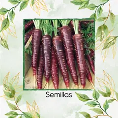 GENERICO - 8.000 Semillas Orgánicas De Zanahoria Morada