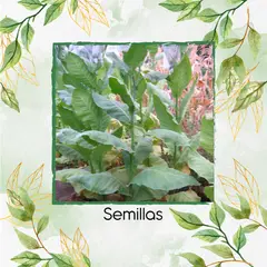 GENERICO - 10 Semillas Orgánicas De Tabaco Piloto Cubano