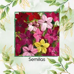 GENERICO - 1.000 Semillas Orgánicas De Flor Tabaco De Jazmín