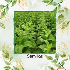 GENERICO - 40 Semillas Orgánicas De Tabaco Habanero