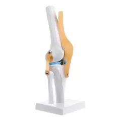 GENERICO - Modelo Anatomico articulación de rodilla con ligamentos