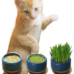 GENERICO - MENTA GATO PLANTA CATNIP MATERA SEMILLERO SIN TIERRA RELAJANTE