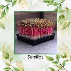 GENERICO - Media Libra De Acelga Rosa Para Germinados