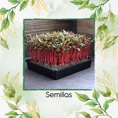 GENERICO - Media Libra De Acelga Suiza Rojo Rubí Para Germinados