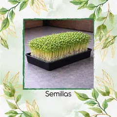 GENERICO - 2,5 Libras De Berro Para Germinados