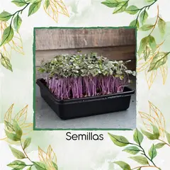 GENERICO - Sobre De Col Acre Roja Para Germinados
