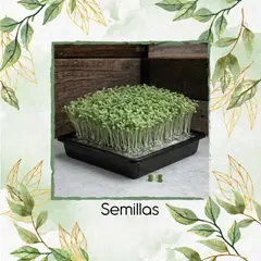 GENERICO - Media Libra De Lechuga Romana Para Germinados