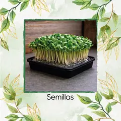 GENERICO - Libra De Melón Para Germinados