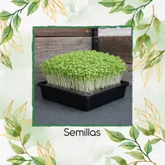 GENERICO - Libra De Mostaza Mizuna Para Germinados