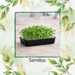 GENERICO - 2,5 Libras De Mostaza Oriental Para Germinados