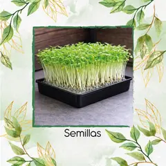 GENERICO - Libra De Perejil Crespo Para Germinados
