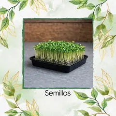 GENERICO - Sobre De Trébol Blanco Para Germinados