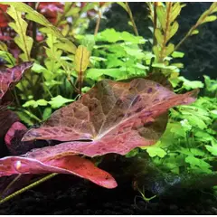 GENERICO - Planta Natural para Acuario Loto Tiger Red Dificultad Baja a Media