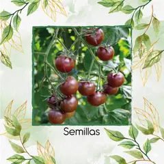 GENERAL - 1.000 Semillas De Tomate Cherry Gum Drop Black Híbrido F1