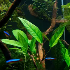 GENERICO - Anubia Barteri Var, Angustifolia Planta Natural para Acuario Dificultad y Requerimiento Bajo