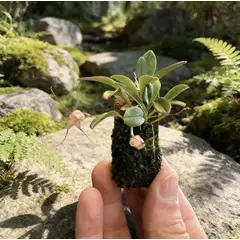 GENERICO - Orquídea Miniatura Masdevallia Cultivada De Colección en Corcho Colgante y Musgo Sphagnum