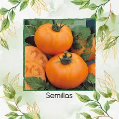 GENERICO - 1.000 Semillas De Tomate Naranja Chef's Choice Híbrido F1
