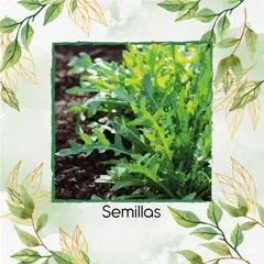 GENERICO - 400 Semillas Orgánicas De Diente De León Italianas