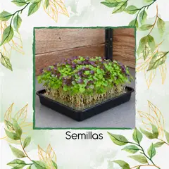 GENERICO - Media Libra De Albahaca De Colores Para Germinados