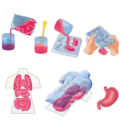 CLEMENTONI - Juego Educativo Kit Anatomía Cuerpo Humano Para Niños